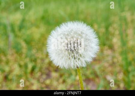 Pissenlit rond et moelleux dans la prairie. Banque D'Images