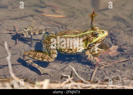 La grenouille nage sur l'étang. Banque D'Images