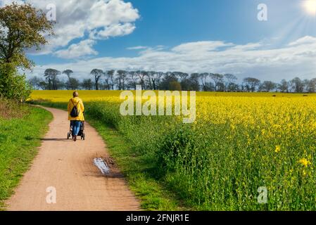 vue arrière d'une femme en imperméable jaune poussant un bébé descendez un chemin à côté d'un champ de canola Banque D'Images