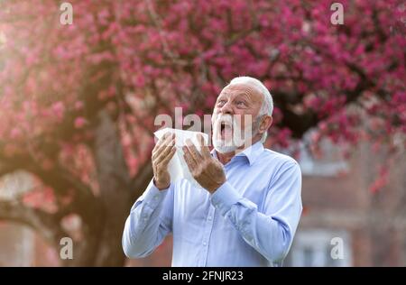 Homme âgé éternuant dans une serviette en tissu devant un arbre en fleurs. Réaction allergique printanière Banque D'Images