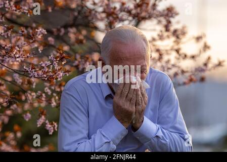 Homme âgé éternuant dans une serviette devant un arbre en fleurs. Réaction allergique printanière Banque D'Images