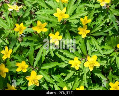Anemonoides ranunculides, Anemone ranunculides), l'anémone jaune, l'anémone jaune de bois ou les fleurs jaunes d'anémone de buttercup sur le champ. Banque D'Images