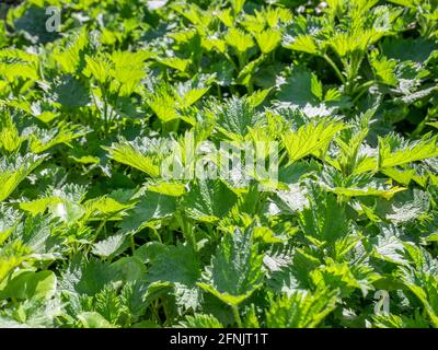Gros plan avec urtica dioica, souvent connu sous le nom d'ortie commune, ortie de piquer ou feuille d'ortie Banque D'Images