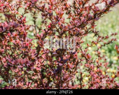 Feuillage de Berberis thunbergii, de la berge japonaise, de la berge de Thunberg ou de la berge rouge Banque D'Images