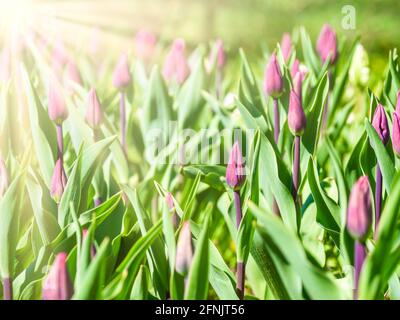 De nombreuses fleurs violettes Tulipa gesneriana, la tulipe de Didier ou la tulipe de jardin au printemps Banque D'Images