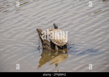 Une grande tortue adulte mûre posée sur un arbre pourri au milieu des zones humides se prélassant au soleil au printemps Banque D'Images