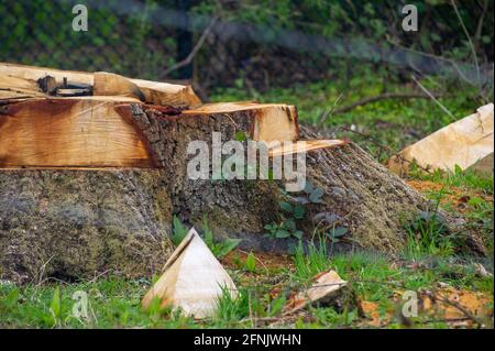 Great Missenden, Buckinghamshire, Royaume-Uni. 14 mai 2021. HS2 construisent une autre route de transport à Great Missenden. HS2 ont détruit un certain nombre de chênes matures ainsi que des haies. La très controversée liaison ferroviaire High Speed 2 de Londres à Birmingham est déjà largement hors de budget et sculpte une vile cicatrice à travers les Chilterns qui est un AONB. Crédit : Maureen McLean/Alay Banque D'Images