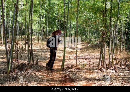 État de Shan, Myanmar - janvier 7 2020 : un homme local inspecte un bambou dans une forêt sur un sentier de terre entre Kalaw et le lac Inle Banque D'Images