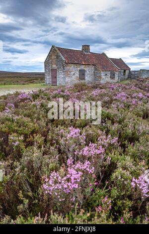 Shooting House et Heather sur North York Moors Banque D'Images