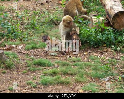 Un petit macaque de Barbarie joue dans l'herbe sur le sol de la forêt tandis que sa mère lave un autre bébé singe à côté. Banque D'Images