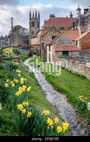 Jonquilles printanières par le beck à Helmsley, dans le North Yorkshire Banque D'Images