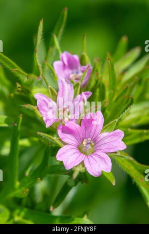 Gros plan de géranium à longue tige (géranium columbinum) fleurs en fleur Banque D'Images