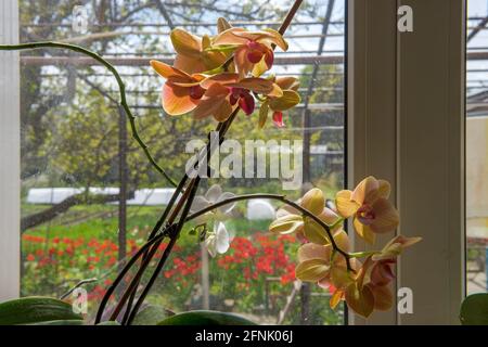 Gros plan plusieurs inflorescences de Phalaenopsis qui grandit sur le seuil de la fenêtre à la maison sur fond de cour de printemps. Banque D'Images