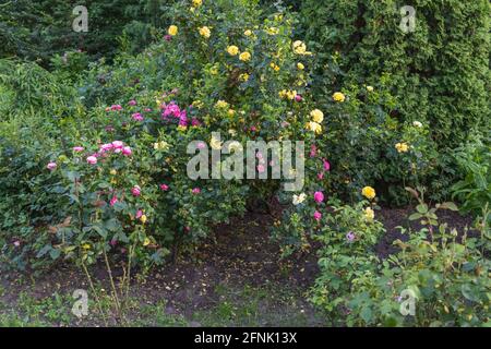 Rosier dans le jardin. Roses roses roses et jaunes Banque D'Images