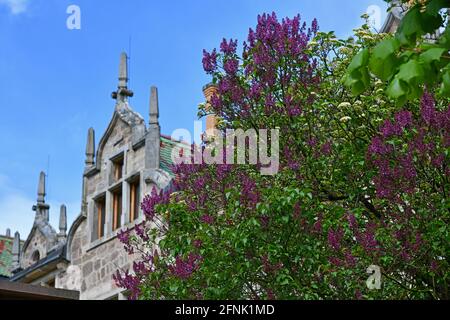 lilas à fleurs violettes dans le parc du château Banque D'Images