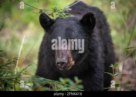 Profil latéral d'un ours noir adulte vu à l'extérieur dans un cadre sauvage entouré de verdure. Animal sauvage et dangereux en plein air. Banque D'Images