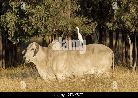 Brahman vache paître dans la haute herbe dorée avec bouche de l'herbe et l'aigrette de bétail blanc perchés sur son dos Australie Banque D'Images