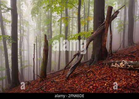 Forêt de hêtres dans le parc national de Mala Fatra par temps pluvieux, Slovaquie. Banque D'Images