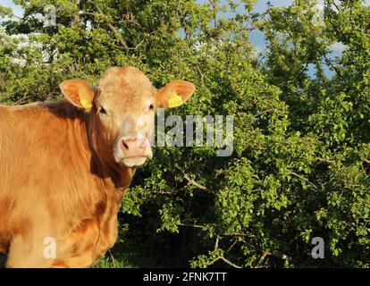 Bétail : portrait de la race Charolais en plein soleil d'été, sur fond de feuillage vert Banque D'Images