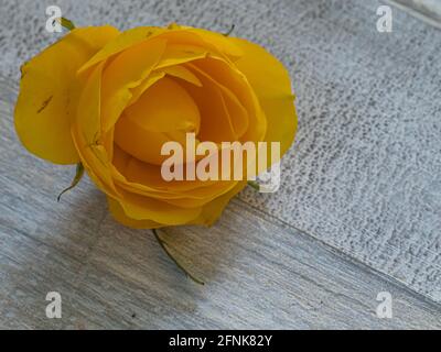 gros plan de la rose jaune isolée sur fond clair Banque D'Images