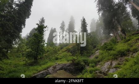 Arbres verts frais dans la forêt sous un ciel nuageux Banque D'Images