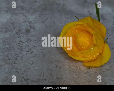 gros plan de la rose jaune isolée sur fond clair Banque D'Images
