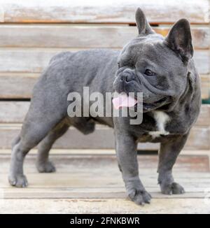 14 mois-Old Blue (gris) mâle Frenchie chiot debout sur un banc et panting. Parc pour chiens hors-laisse dans le nord de la Californie. Banque D'Images