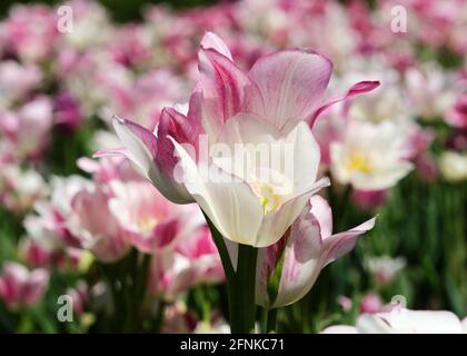 Exposition sur des tulipes à tige multiple bulbe 'Candy Club', blanc et rose en fleur dans le jardin Banque D'Images
