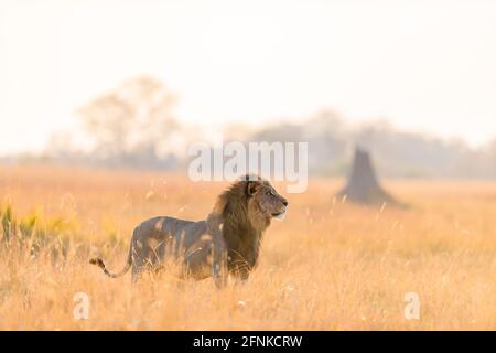 un lion mâle à la lumière du matin Banque D'Images