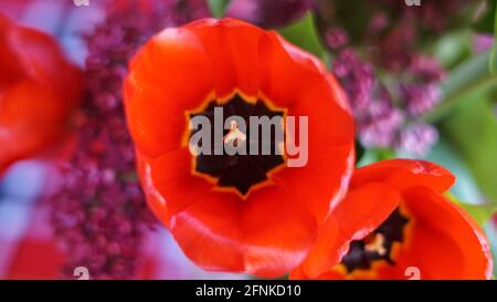 Photo sélective de tulipes et lilas rouges - pour arrière-plans Banque D'Images