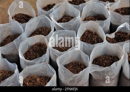 Accra, Ghana. 12 mai 2021. Des sacs de spores de champignons sont vus à la ferme de champignons de Fafape Ara Etsa Foe, dans une banlieue d'Accra, au Ghana, le 12 mai 2021. Fafape Ama Etsa foe, une jeune comptable ghanéenne de trente ans, a identifié l'écart et le potentiel du produit et a abandonné sa profession il y a six ans pour se tourner vers l'élevage de champignons afin de répondre à la demande croissante du marché ghanéen en créant E90 Ghana Limited en 2015. Credit: Seth/Xinhua/Alay Live News Banque D'Images