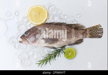 Poisson-mérou sur glace avec citron romarin, poisson frais de fruits de mer crus pour les aliments cuits Banque D'Images