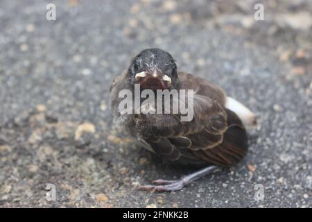 Gros plan d'un petit oiseau de bulbul regardant appareil photo au sol avec un arrière-plan flou Banque D'Images