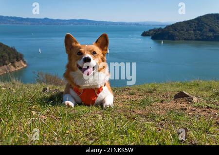 Pembroke gallois corgis en plein air Banque D'Images