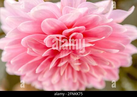 Gros plan macro à mise au point douce de la jolie fleur rose de Dahlia avec des gouttelettes d'eau sur les pétales. Banque D'Images