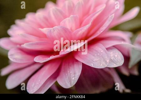 Gros plan macro à mise au point douce de la jolie fleur rose de Dahlia avec des gouttelettes d'eau sur les pétales. Banque D'Images