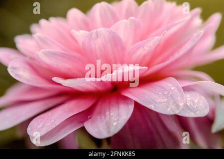 Gros plan macro à mise au point douce de la jolie fleur rose de Dahlia avec des gouttelettes d'eau sur les pétales. Banque D'Images