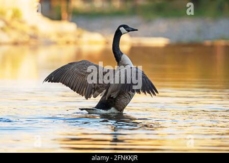 La Bernache du Canada au printemps (Branta canadensis), en étendant ses ailes Banque D'Images