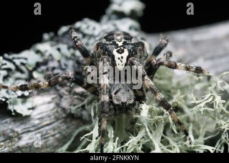 Araneus angulatus sur le bois de pin Banque D'Images