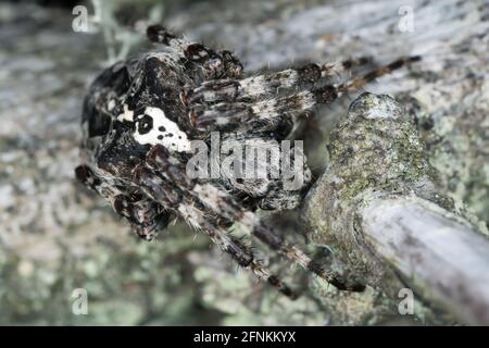 Araneus angulatus sur le bois de pin Banque D'Images