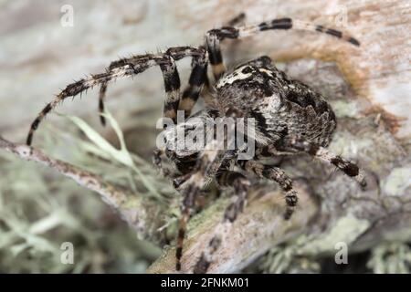 Araneus angulatus sur le bois de pin Banque D'Images