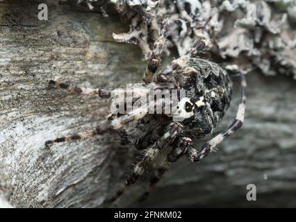 Araneus angulatus sur le bois de pin Banque D'Images