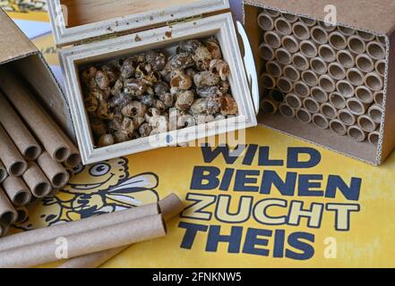 17 Mai 2021, Brandebourg, Francfort (Oder): Eberhard Theis, un apiculteur de loisir, a une petite boîte avec des peignes de couvain de l'abeille maçon à cornes (Osmia cornuta) et des tubes de couvain spéciaux. Un endroit ensoleillé, floraison, plantes variées dans le voisinage immédiat - prêt est le paradis pour les abeilles sauvages. N'importe quel profane intéressé peut essayer cela - l'apiculteur de Francfort Eberhard Theis reproduit les espèces non-accrochant et les prête. Photo: Patrick Pleul/dpa-Zentralbild/ZB Banque D'Images