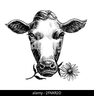 Tête de vache mangeant une fleur. Dessin noir et blanc Banque D'Images