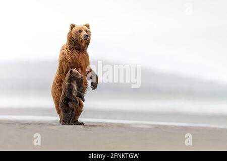 Une grande ourse et son petit stand pour découvrir leur environnement, de l'Alaska Banque D'Images