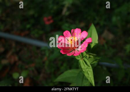 belles fleurs roses dans une photo de jardin Banque D'Images