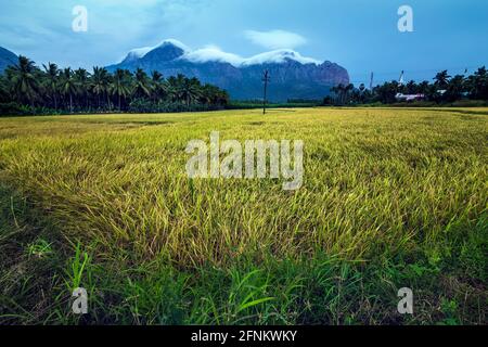 Merveilleux climat de mousson avec des nuages blancs de Misty fond de montagne. TAADAHAI MALAI à Thittuvilai près de NAGERCOIL, DISTRICT DE KANYAKUMARI, Tamil Nadu. Banque D'Images