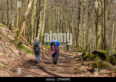 Sentier de randonnée de la Forêt de printemps Rheinsteig à Siebengebirge Allemagne Banque D'Images