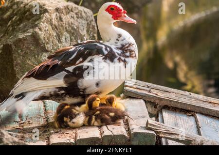 Canard blanc et noir à tête rouge, le canard muscovy, debout sur la rive de l'étang avec ses petits canetons mignons. Le canard muscovy, lat. Cairina Banque D'Images