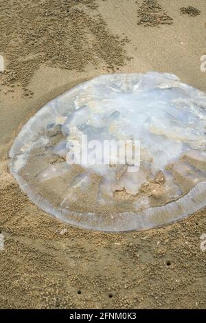 Gros plan de méduses méduses échoués sur la plage, plusieurs méduses Banque D'Images